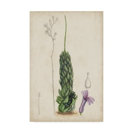 Curtis 'Antique Cactus Iv' Canvas Art,12x19